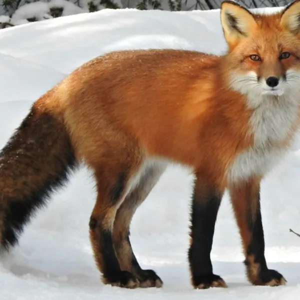 Create A Animals Tier List Lomo